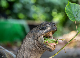 large land turtles on a sunny day on one of the Seychelles islands
