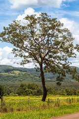 Obraz premium Uma linda árvore em meio as plantações de café e feijão 