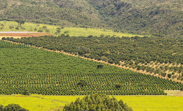 Divis&atilde;o de planta&ccedil;&otilde;es de laranjas e caf&eacute; em uma fazenda.