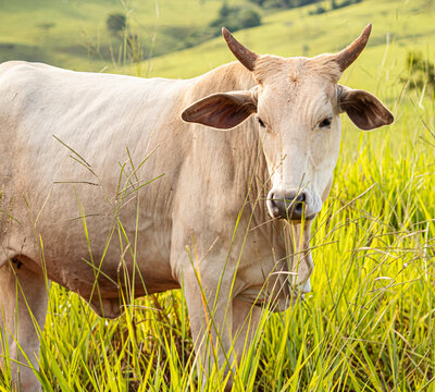 Um boi da ra&ccedil;a nelore em uma fazenda no interior de minas gerais.