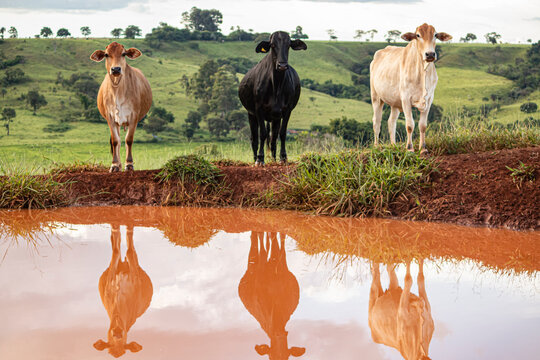 Tr&ecirc;s vacas na beira de um lago em uma fazenda localizada na serra da canastra.