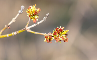 Flowers on a maple tree in spring. Close-up