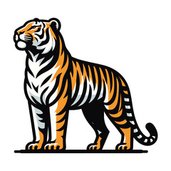 Obraz premium Wild tiger full body vector illustration, zoology illustration, animal predator big cat design template isolated on white background