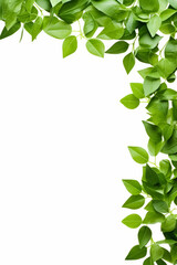 Green plant with leaves on white background with place for text.