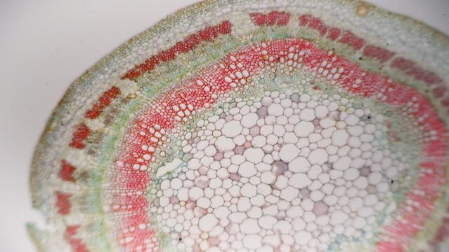 Cotton stalk. Cross section under microscope. 100x times magnification. Detailed unique microstructure of plant. Microbotany. Breeding work. Increasing yield and productivity of cotton crop production