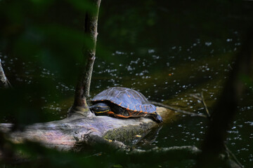 Refugium am Ufer: Schmuckschildkröte auf Baumstumpf am Wasser