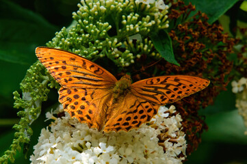 Königliche Begegnung: Kaisermantel-Schmetterling auf Lavendelblüte