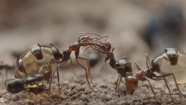 honeypot ants feeding each other ; Sonoran Desert, Arizona