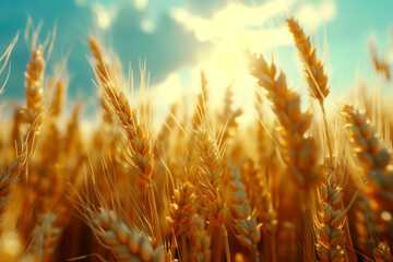 Wheat field. Ears of golden wheat. Beautiful landscape of nature on a sunny day. Rural landscapes...