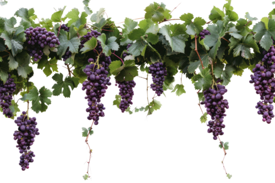 Grape with leaves isolated on transparent background.