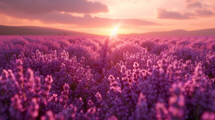 The lavender field