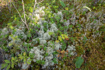 Reindeer lichen, Icelandic moss, photographed in the forest, close-up, autumn.