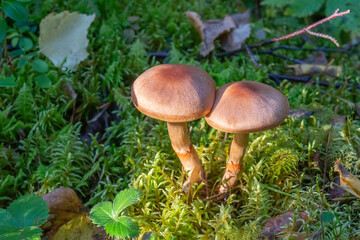 Inedible mushrooms on moss illuminated by the sun in the forest. Mushroom picking, close-up.