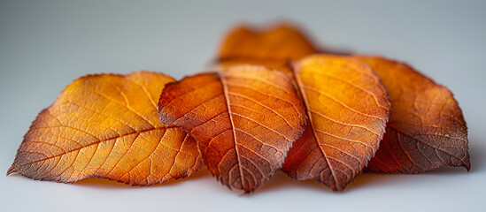 Crispy, translucent dry leaves on a white background. Image generated by AI