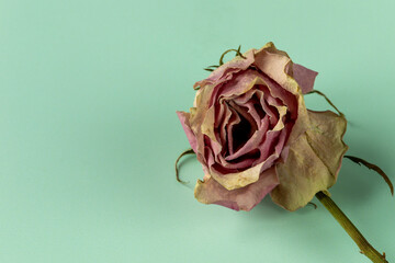 Dried pink rose flower lying on a green background.