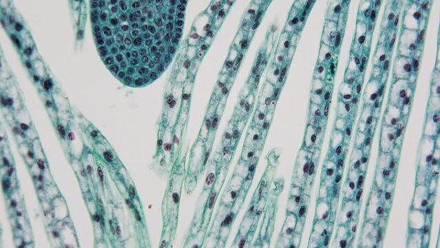 Experimental Laboratory. Creation of new species of plants and living organisms. Revival of extinct species