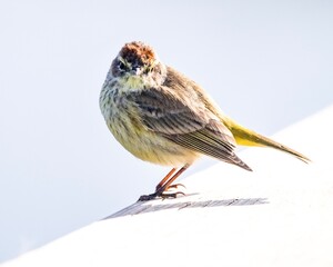 The palm warbler is a small songbird.