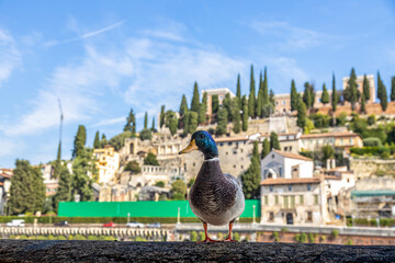 View of a duck standing on embankment of River Adige in Verona city center in a beautiful sunny day. Castel San Pietro (Saint Peter's Hill) in background; Veneto, Italy - obrazy, fototapety, plakaty
