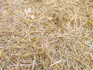 Dry straw stands in a brown grass background.