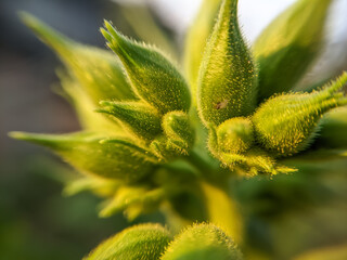 Close-up photo of treetops, flowertop close up