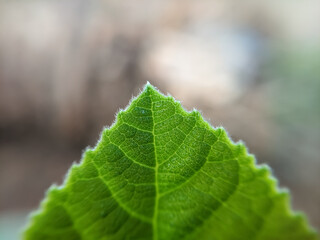 Close-up photo of treetops, flowertop close up