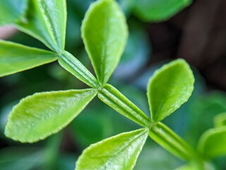 Close-up photo of treetops, flowertop close up
