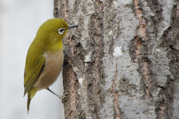 東京港区赤坂5丁目でメジロと急接近