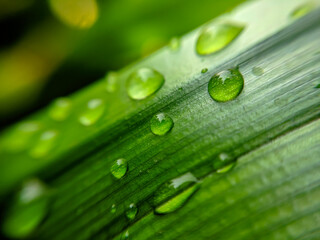Green Pandanus leaves with drops of water close up