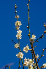 東京赤坂にある東京ミッドタウンの白梅