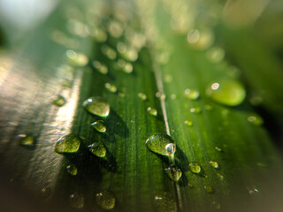 Green Pandanus leaves with drops of water close up