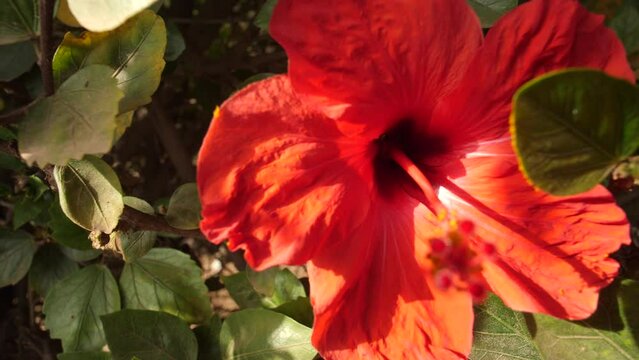 Nature fleure 