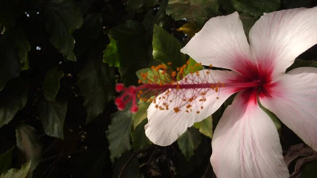 Nature Fleure