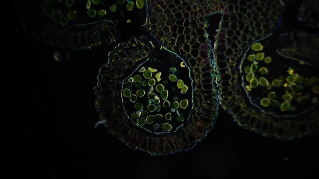 Reproductive organs of plant reproduction. Detailed video under microscope. 100x magnification. Anther with pollen. Breeding work. Increasing yields. Fighting hunger