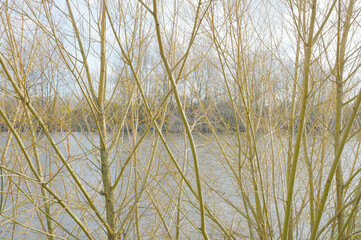 Saules en hiver poussant sur les rives de la Loire
