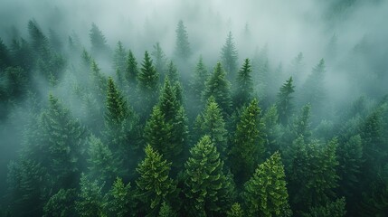 Forest in the fog, top view. Background. Created with Generative AI - obrazy, fototapety, plakaty
