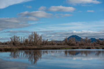 Gray Lodge Wildlife Area landscape with a view of the Sutter Buttes, reflections of willow trees in the water and variable clouds in the sky copy space  - 748089969