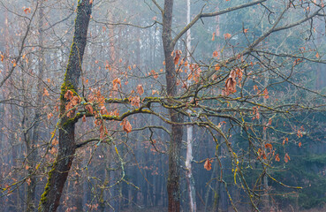 Detail of orange oak tree in misty fog. Czech tranquil landscape, early spring forest