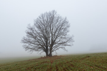 Lonely bare tree on agriculture field in misty fog