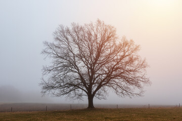 Lonely bare tree on meadow in misty fog