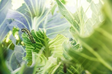 A caterpillar eats a cabbage leaf. Damaged cabbage leaves. Pest in the garden. Spoiled harvest....