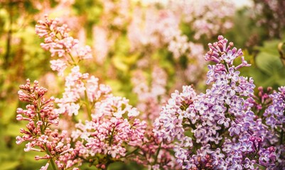 Purple, fragrant lilac. Beautiful spring background.