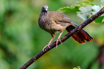 Chachalaca