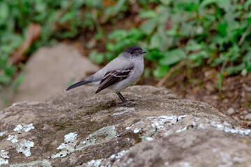 Torrent Tyrannulet