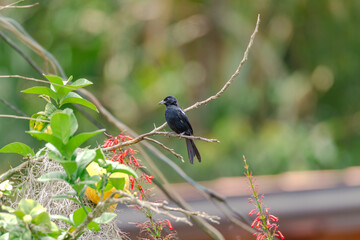 White-lined Tanager