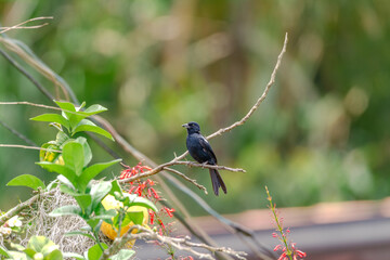White-lined Tanager