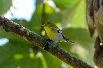 Yellow-throated Vireo