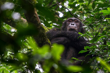 Chimpanzee sitting in a tree