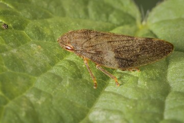 froghopper Philaenus spumarius on a leaf