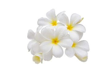 Naklejka na ściany i meble Bunch of Plumeria flowers bloom with drops isolated on white background included clipping path.