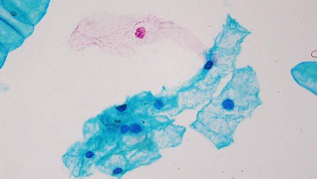 Pepper under the microscope, 400x. Capsaicin. Effect of pepper on speed of eating. Taxonomy, genetics, physiology, and cultivation of pepper plants to understand their biodiversity, evolutionary